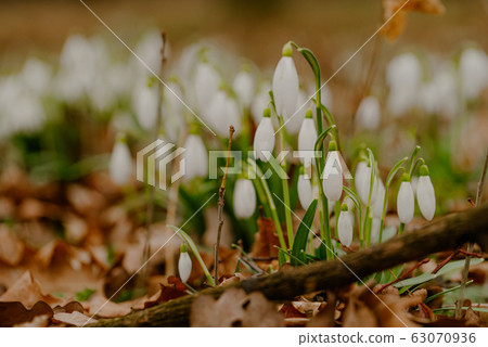 growing snowdrops in spring in park 63070936
