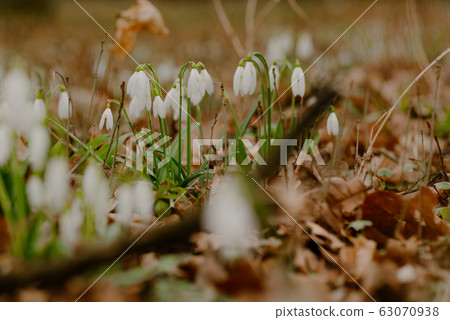 growing snowdrops in spring in park 63070938