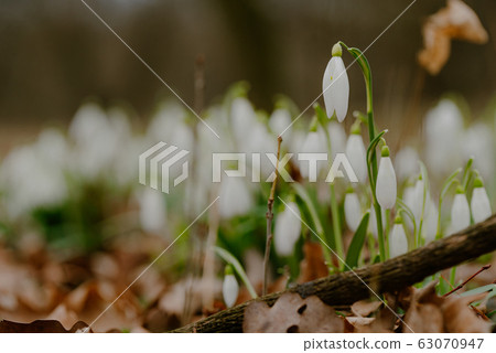 growing snowdrops in spring in park 63070947