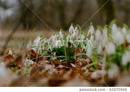 growing snowdrops in spring in park 63070948
