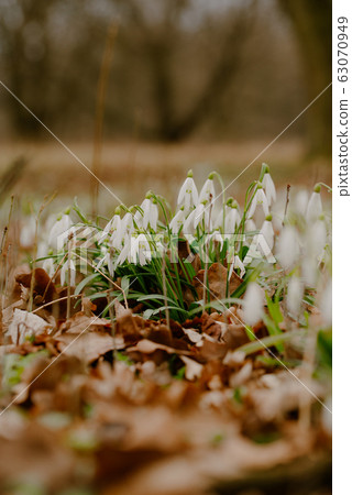 growing snowdrops in spring in park 63070949