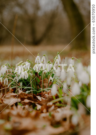 growing snowdrops in spring in park 63070950