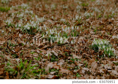 growing snowdrops in spring in park 63070951