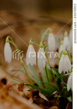 growing snowdrops in spring in park 63070953