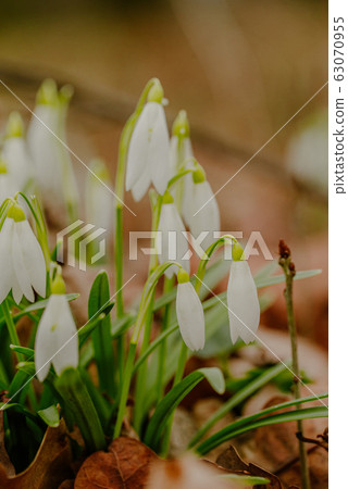 growing snowdrops in spring in park 63070955