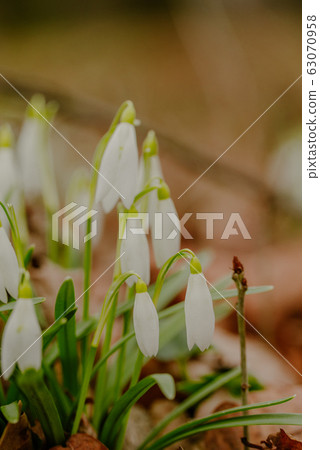 growing snowdrops in spring in park 63070958
