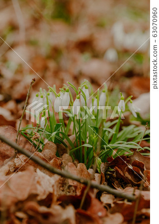 growing snowdrops in spring in park 63070960