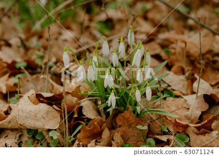 growing snowdrops in spring in park 63071124
