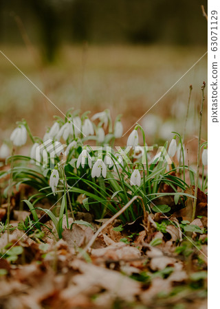 growing snowdrops in spring in park 63071129