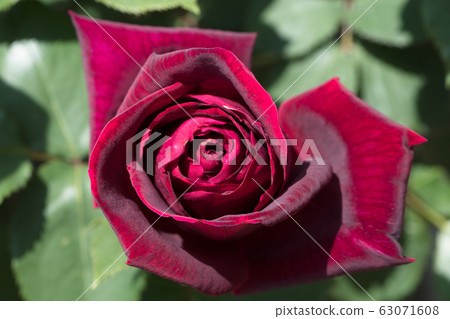 紅玫瑰花 63071608