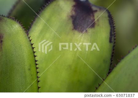 abstract, background, beautiful 63071837