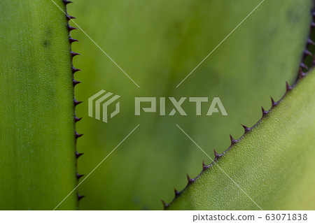 background, botanical, bromelia 63071838