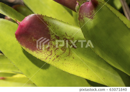 background, botanical, bromelia 63071840