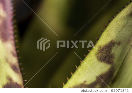 abstract, background, beautiful 63071841