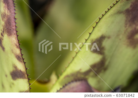 abstract, background, beautiful 63071842