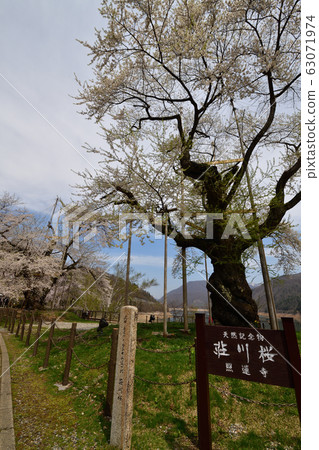 Shokawa Sakura 63071974