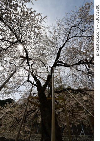 Shokawa Sakura 63071980