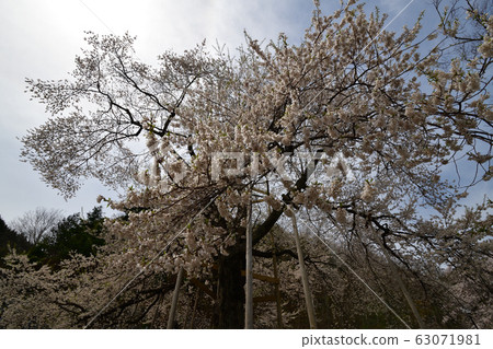 Shokawa Sakura 63071981