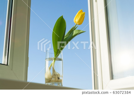 One yellow flower tulip with bulb in a glass of water at home on the windowsill One yellow flower tulip with bulb in a glass of water at home on the windowsill 63072384