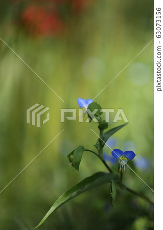 湯花 湯花 63073156