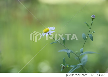 小花 小花 63073365