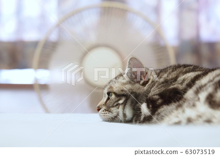 Cat lying on bed with fan 63073519