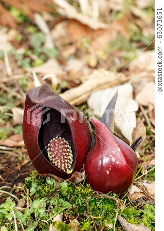 Rice bran Rice bran 63073651