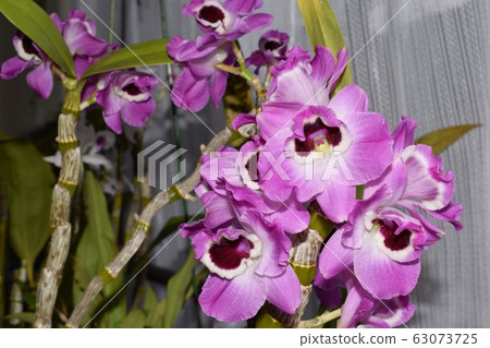 Indoor dendro 63073725