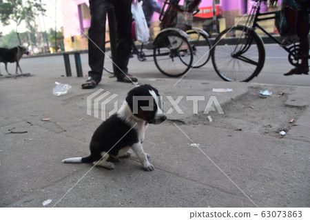 Dhaka cityscape in Bangladesh Parent and child of stray dogs living on the street and cute puppy Rikisha running on the road 63073863