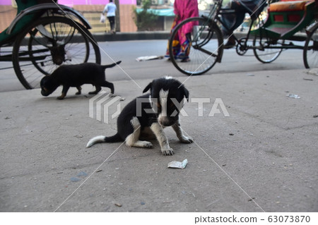 Dhaka cityscape in Bangladesh Cute puppy living on the street Rikisha on the road 63073870