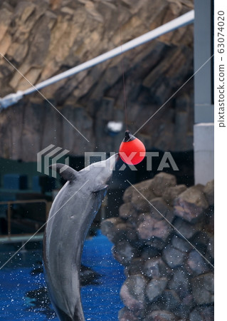Dolphin jump 63074020