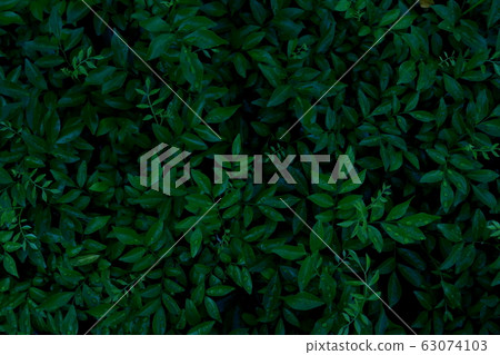 Dew and Green leaves background. Green leaves color dark tone after raining in the morning.Tropical Plant,environment,fresh,photo concept nature and plant. Dew and Green leaves background. Green leaves color dark tone after raining in the morning.Tropical Plant,environment,fresh,photo concept nature and plant. 63074103