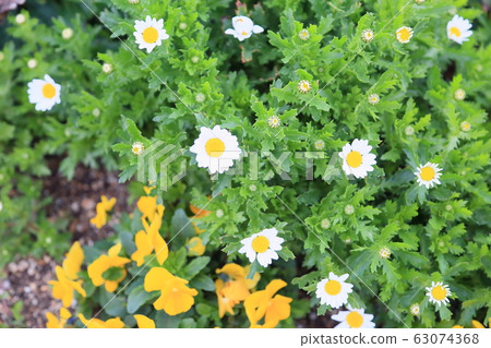 北極花 北極花 63074368