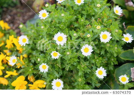 北極花 北極花 63074370