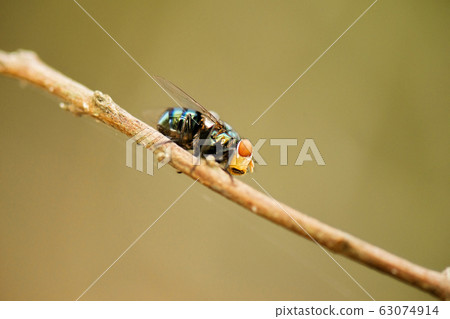 Australian Golden Bluebottle Blowfly 63074914