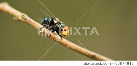 Australian Golden Bluebottle Blowfly 63074915