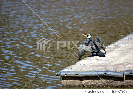 Shikudo Shikudo 63075034