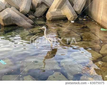 瞄準魚的白鷺捕魚港。 瞄準魚的白鷺捕魚港。 63075075