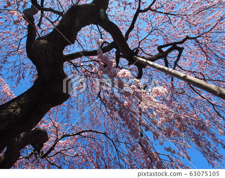 Weeping cherry tree 63075105