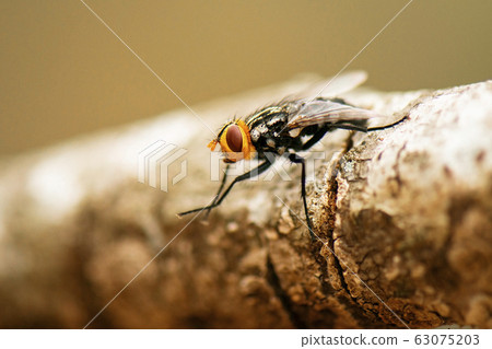 Australian Bush Fly Australian Bush Fly 63075203