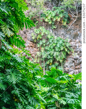 夏威夷考艾島蕨類植物洞穴中的龜背竹和其他植物 夏威夷考艾島蕨類植物洞穴中的龜背竹和其他植物 63075237
