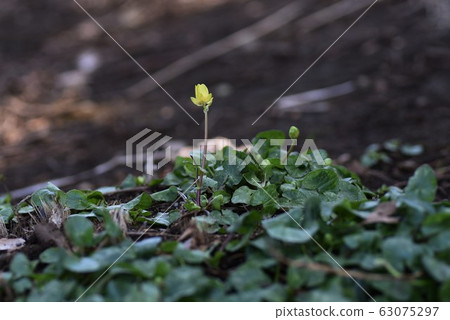 Himekyukinka（Shinkin公主花） 63075297