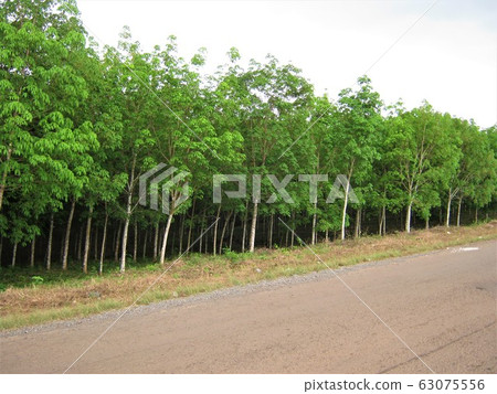 Rubber trees in the Republic of Liberia Rubber trees in the Republic of Liberia 63075556