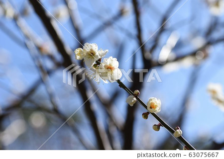 梅花盛開 63075667