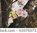 Cherry blossom 63076073