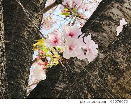 櫻花盛開 櫻花盛開 63076073