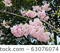 Spring (Yae Sakura) 63076074
