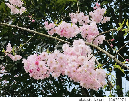 春天（櫻花櫻） 63076074