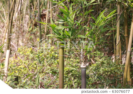 切竹催生的竹子的生命力 63076077