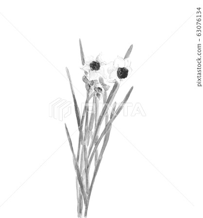 水仙花水仙花水彩墨風格單調 水仙花水仙花水彩墨風格單調 63076134